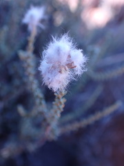 Eriocephalus ericoides