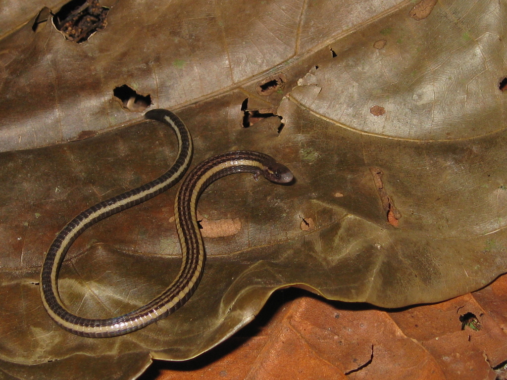 Rondonian Earless Teju
