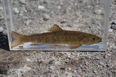 Salvelinus fontinalis