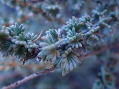 Eriocephalus ericoides