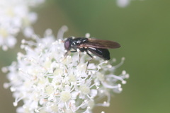 Cheilosia pagana