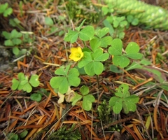 Oxalis