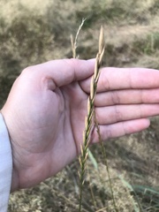 Elymus repens