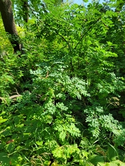 Caragana arborescens