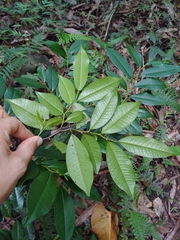 Guatteria blainii