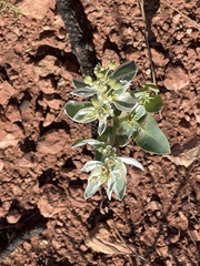 Euphorbia marginata