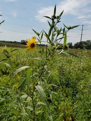 Helianthus grosseserratus