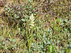 Spiranthes romanzoffiana