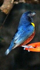 Euphonia pectoralis