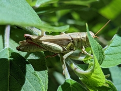 Melanoplus yarrowii