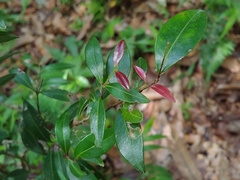 Myrcia citrifolia citrifolia