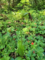 Cypripedium acaule