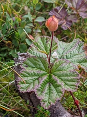 Rubus chamaemorus