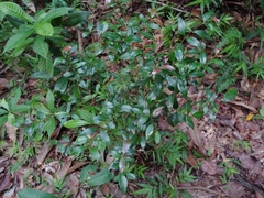 Myrcia citrifolia citrifolia