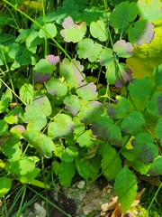 Thalictrum