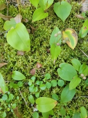 Maianthemum canadense