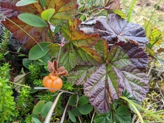Rubus chamaemorus