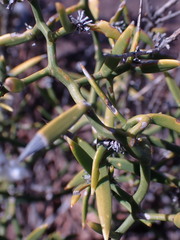 Asparagus striatus