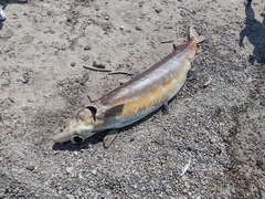 Acipenser fulvescens