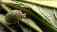 Arvelius albopunctatus