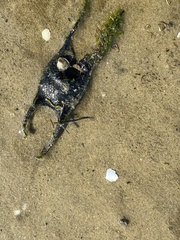Leucoraja erinaceus