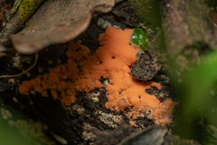 Tubifera ferruginosa