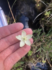 Parnassia glauca