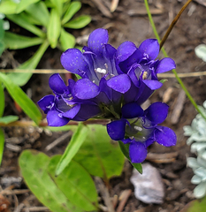 Gentiana parryi