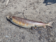 Acipenser fulvescens