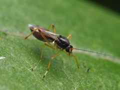 Clinohelea bimaculata