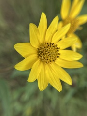 Helianthinae