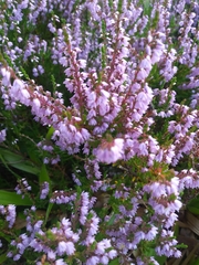 Calluna vulgaris