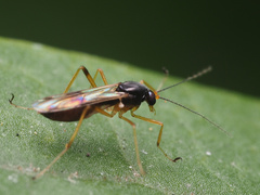 Clinohelea bimaculata