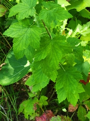 Ribes americanum