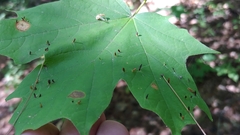 Vasates aceriscrumena