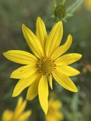 Helianthinae