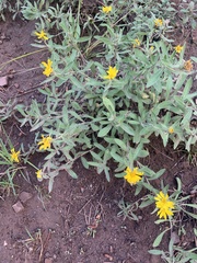 Heterotheca villosa