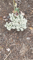 Eriogonum giganteum