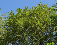 Salix scouleriana