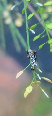 Murgantia histrionica