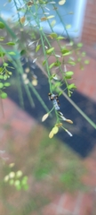 Murgantia histrionica