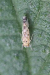 Eupteryx