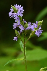 Verbena stricta