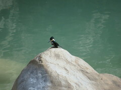 Chloroceryle americana