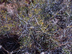 Dodonaea viscosa