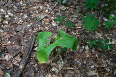 Arum elongatum