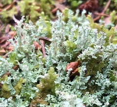 Cladonia squamosa