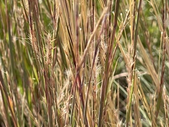 Schizachyrium scoparium