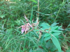 Desmodium canadense
