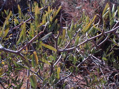 Dodonaea viscosa